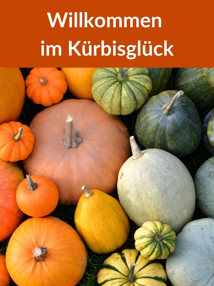 Viele verschiedene und bunte Kürbisse